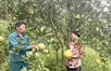 Nam Dinh village enjoys changes from poor land